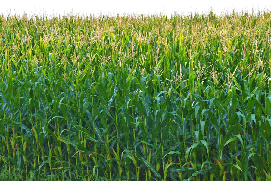 A corn crop in leaf, filling the field