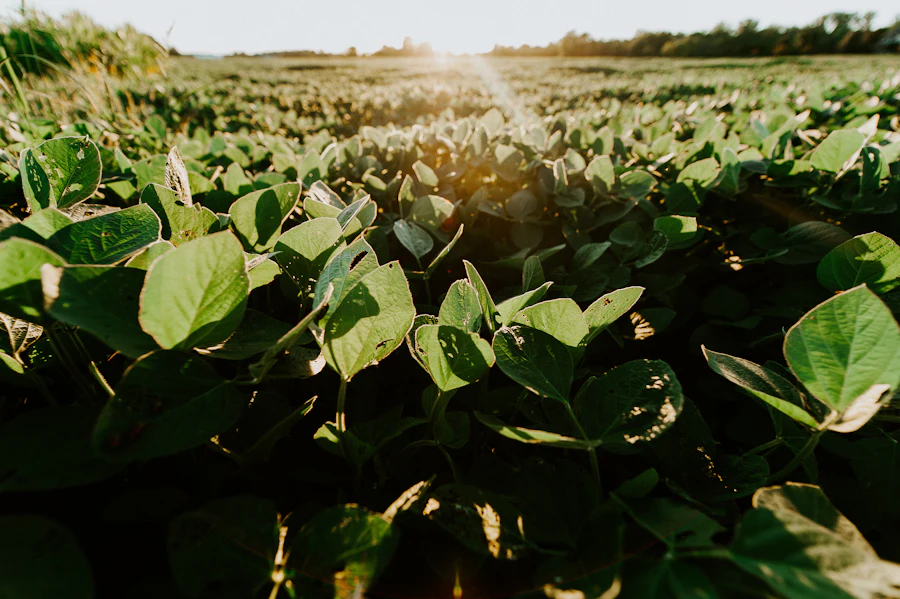 A soy canopy in low evening sun