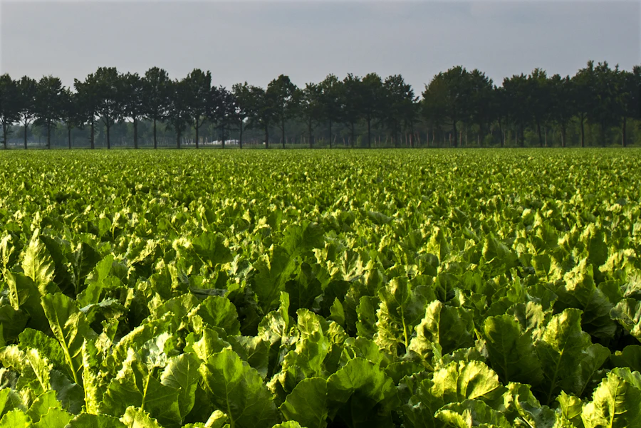 A sugar beet crop in full leaf, a treeline on the horizon