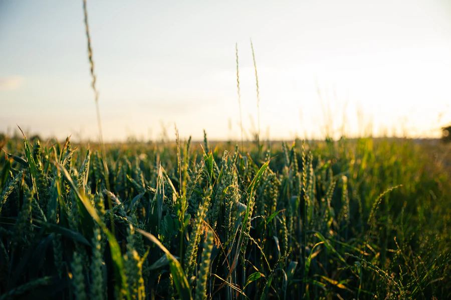 Green wheat in ear, backlit by a low sun
