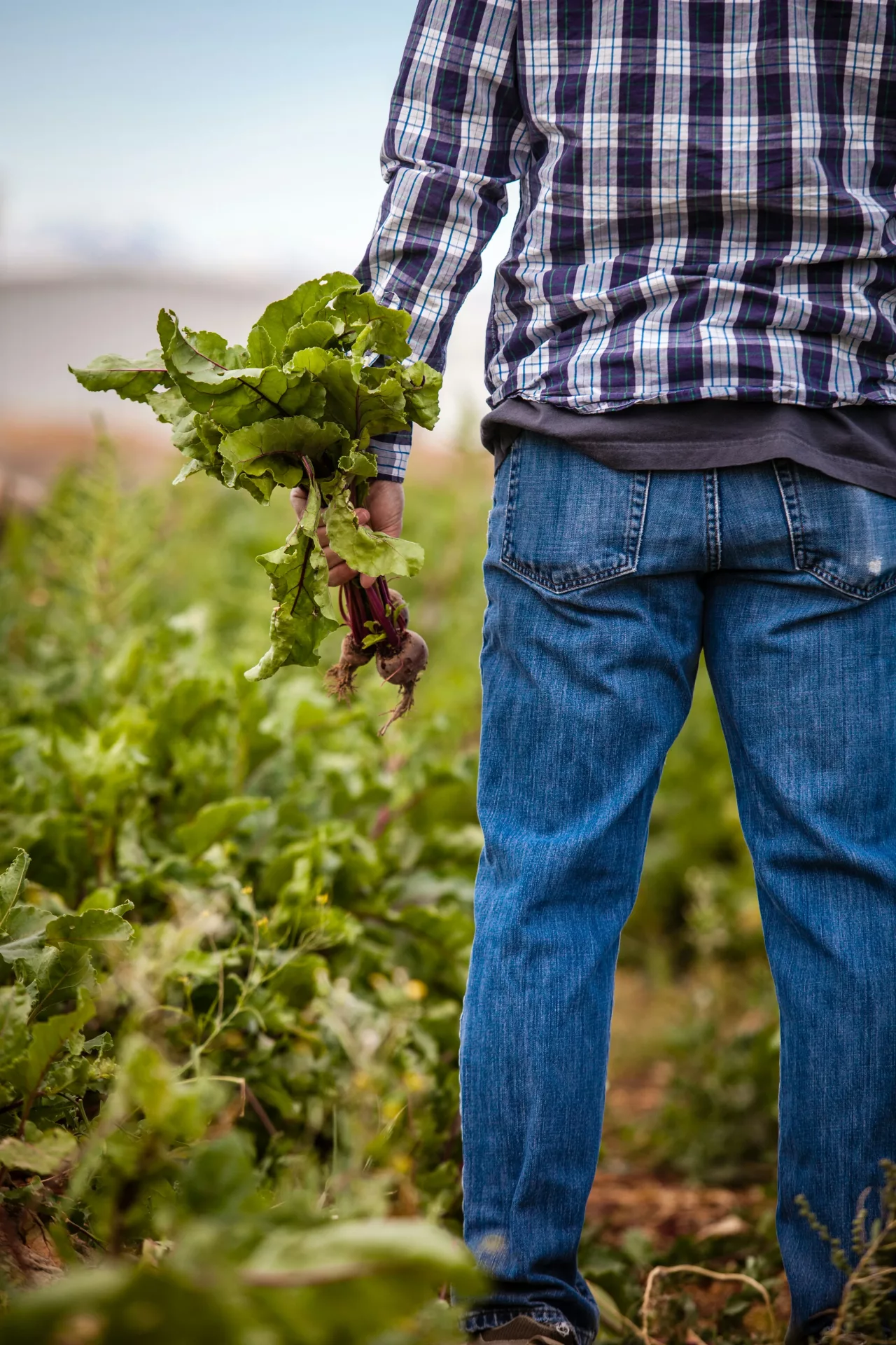 A farm worker walking a row of beet, a freshly pulled bunch in one hand