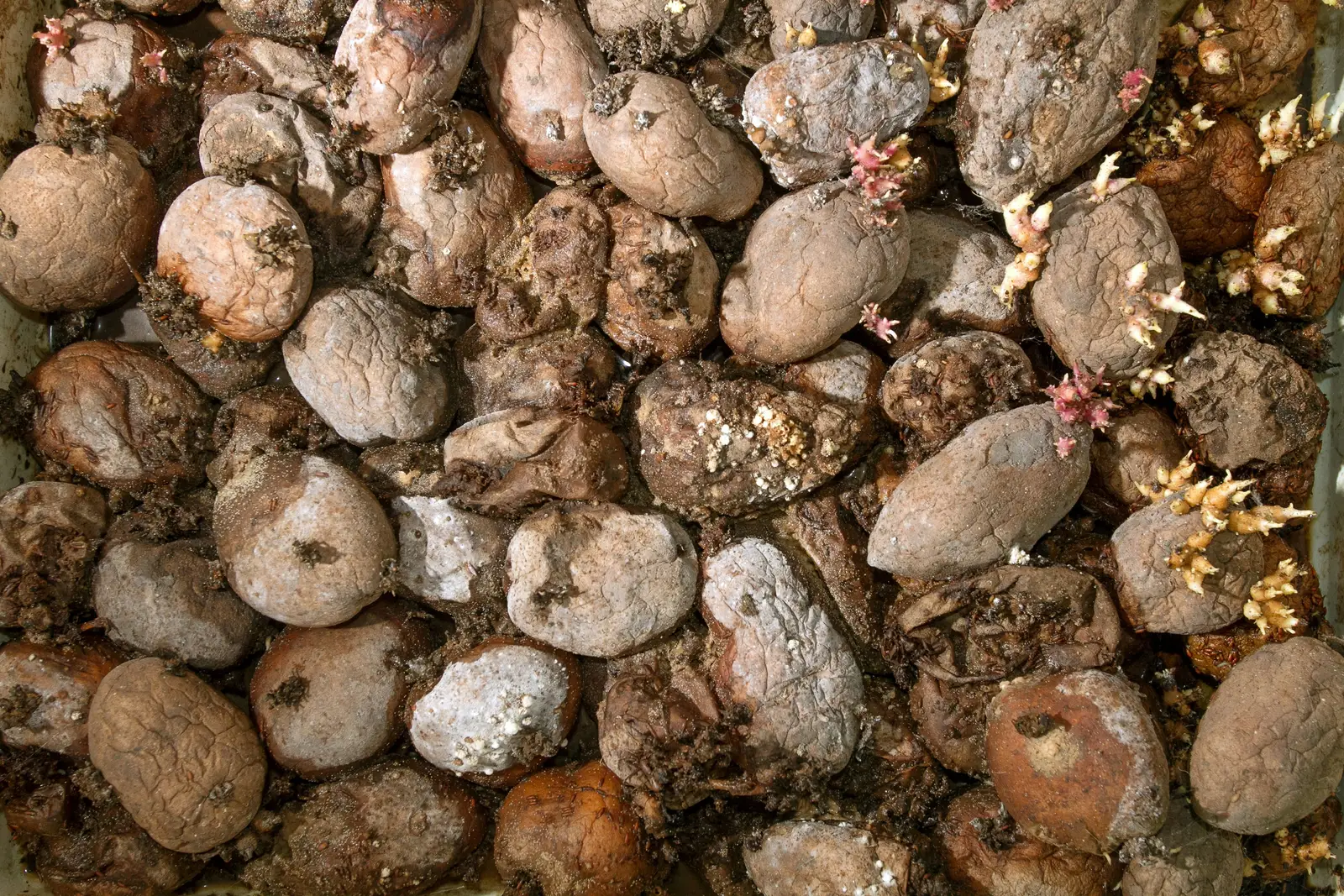 A crate of potatoes left to spoil and sprout, unharvested
