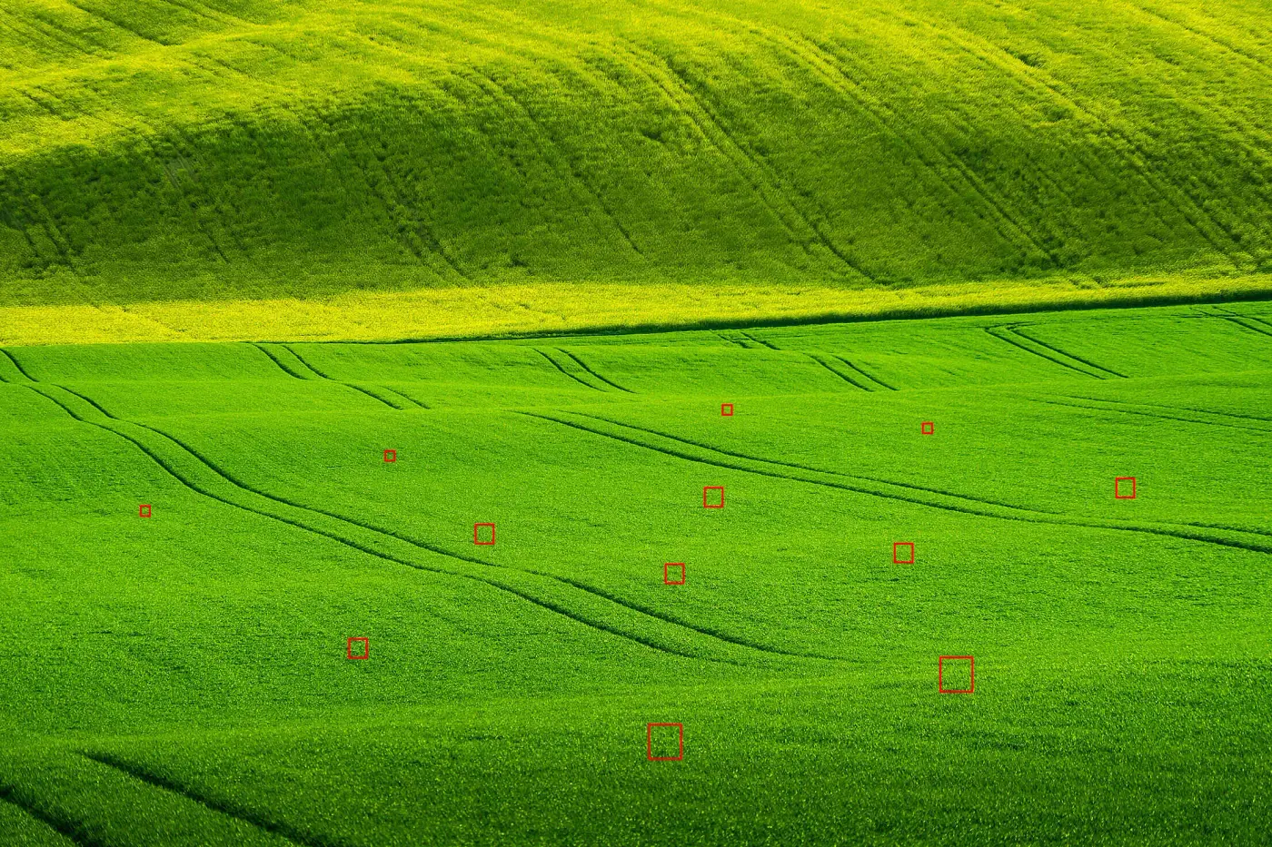 A broad acre cereal field with individual weeds picked out by detection boxes