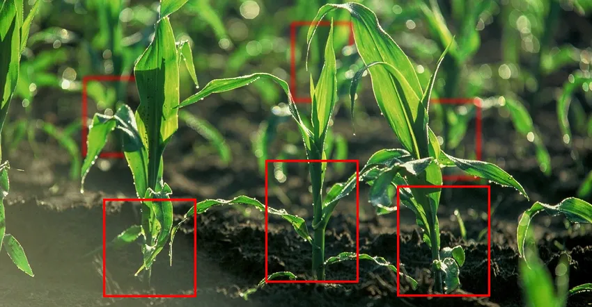 Young corn plants individually boxed by a detection system, weeds marked between them